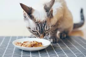 grain-free-cat-food
